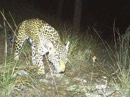 De acuerdo con el estudio, Jalisco tiene una población mínima de 100 jaguares, considerados en peligro de extinción. ESPECIAL  /