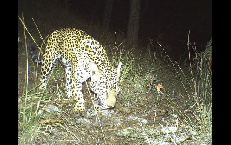 De acuerdo con el estudio, Jalisco tiene una población mínima de 100 jaguares, considerados en peligro de extinción. ESPECIAL  /