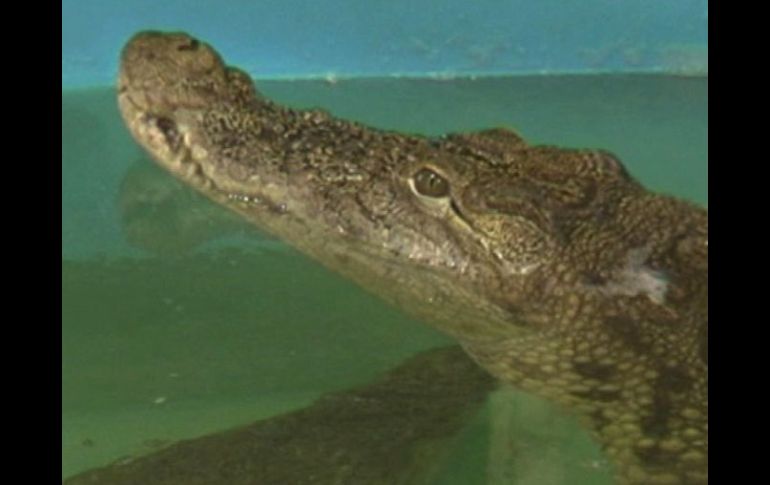 Imagen de Gena en en el acuario de Dnipropetrovsk, en Ucrania. AP  /