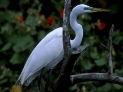 Según la misma clasificación México es el segundo lugar del mundo con más especies en riesgo. GREENPEACE  /