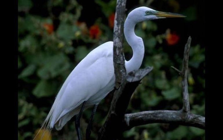 Según la misma clasificación México es el segundo lugar del mundo con más especies en riesgo. GREENPEACE  /