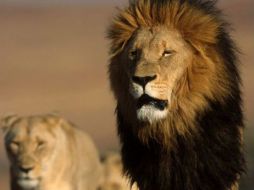 Los leones se encuentran en una granja cerca de la ciudad sureña de Masvingo. EFE  /