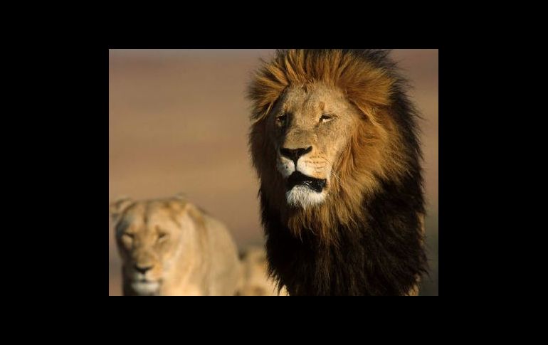 Los leones se encuentran en una granja cerca de la ciudad sureña de Masvingo. EFE  /