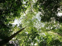 El Estado es actualmente propietario de un 18 por ciento de la masa forestal de Inglaterra. ESPECIAL  /