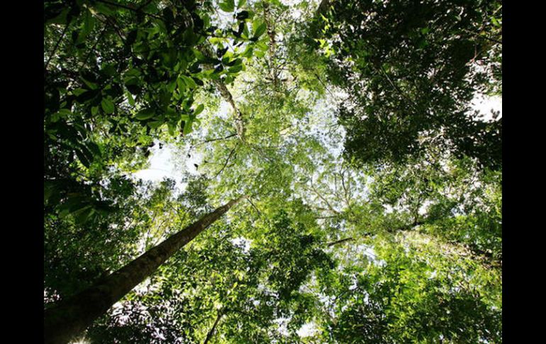 El Estado es actualmente propietario de un 18 por ciento de la masa forestal de Inglaterra. ESPECIAL  /