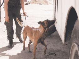 Con la ayuda de perros adiestrados, la Policía capitalina ha encontrado drogas en los centros penitenciarios. EL UNIVERSAL  /