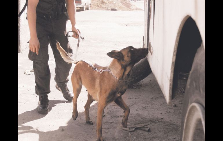 Con la ayuda de perros adiestrados, la Policía capitalina ha encontrado drogas en los centros penitenciarios. EL UNIVERSAL  /