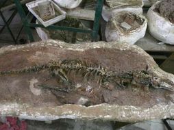 El dinosaurio ha sido bautizado como ''Linhenychus monodactylus''. ESPECIAL  /