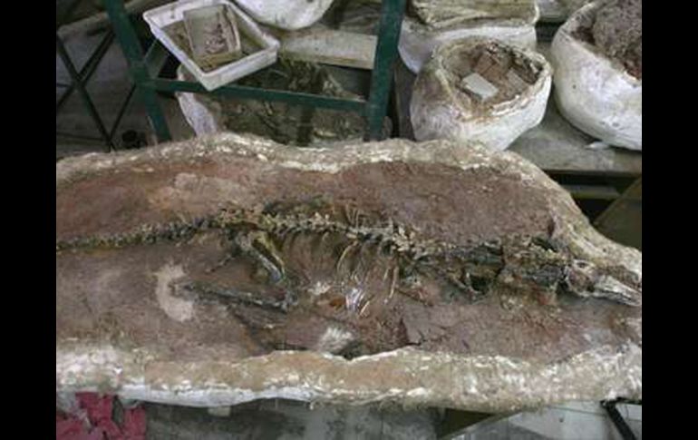 El dinosaurio ha sido bautizado como ''Linhenychus monodactylus''. ESPECIAL  /