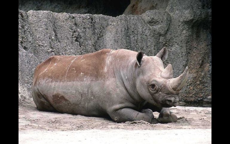 En Zimbabue quedan alrededor de 700 rinocerontes, de ellos unos 200 negros. ESPECIAL  /