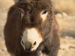 Cuanito ayuda a un burro inválido. ESPECIAL  /