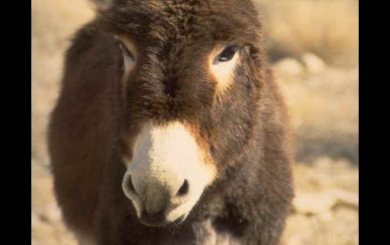 Cuanito ayuda a un burro inválido. ESPECIAL  /