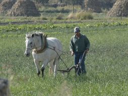 Señalan que Jalisco que la economía jalisciense tiene en sus baluartes al sector agropecuario. ARCHIVO  /