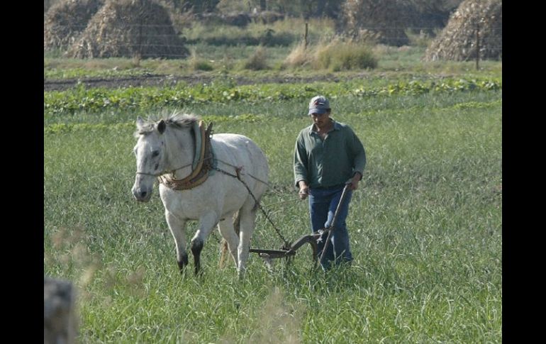 Señalan que Jalisco que la economía jalisciense tiene en sus baluartes al sector agropecuario. ARCHIVO  /