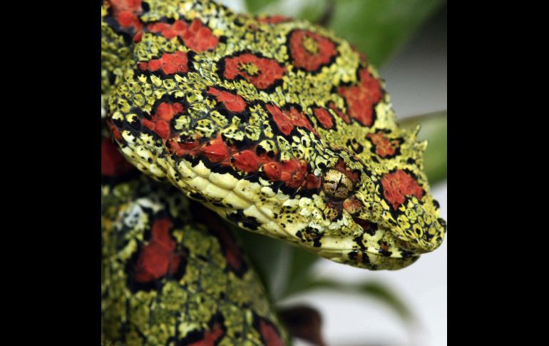 Una serpiente bocaracá (Bothriechis schlegelii). EFE  /