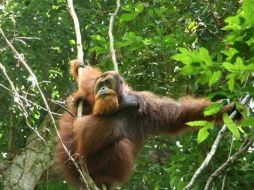 Con la secuenciación del orangután se ha ampliado el conocimiento genómico de los primates vivos. EFE  /