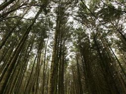 En la actualidad, el planeta cuenta con una masa forestal de cuatro mil 032 millones de hectáreas. EFE  /