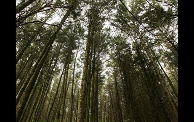 En la actualidad, el planeta cuenta con una masa forestal de cuatro mil 032 millones de hectáreas. EFE  /