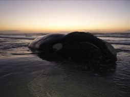 Los científicos desconocen la razón por la que algunas especies de cetáceos terminan en el litoral. EFE  /