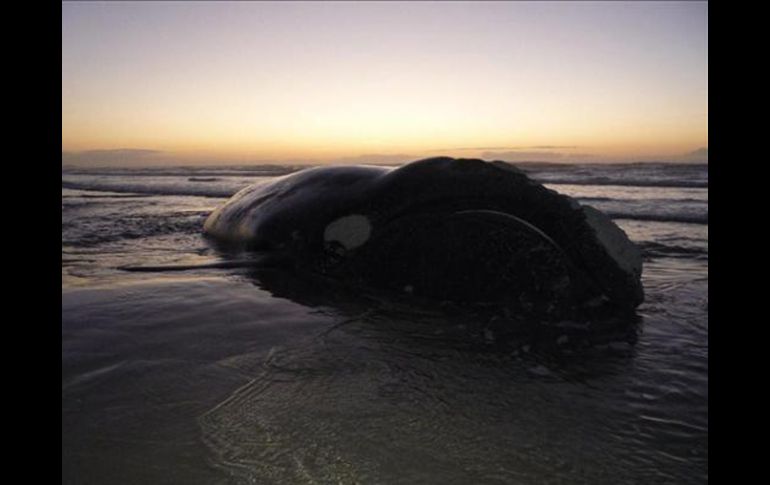 Los científicos desconocen la razón por la que algunas especies de cetáceos terminan en el litoral. EFE  /