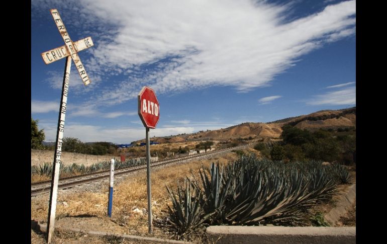 Pretenden seducir a los turistas con el paisaje agavero y además dejar y una aportación educativa. EFE  /