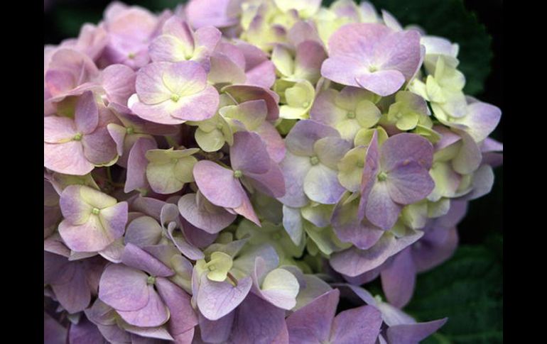 El proyecto ha conseguido hortensias modificadas genéticamente que palidecen cuando entran en contacto con nitroglicerina.EFE  /