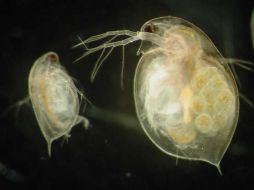 Los genes de Daphnia han evolucionado para ajustarse a los cambios ambientales. ESPECIAL  /