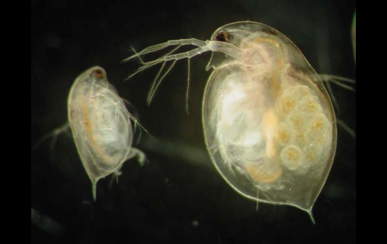 Los genes de Daphnia han evolucionado para ajustarse a los cambios ambientales. ESPECIAL  /