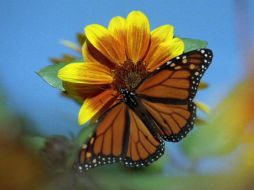 Las mariposas cubrieron un área de cuatro hectáreas este año. AP  /