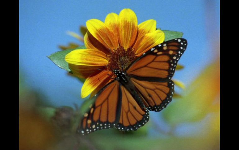 Las mariposas cubrieron un área de cuatro hectáreas este año. AP  /