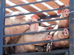 Jalisco es el segundo productor de carne de cerdo en México. ARCHIVO  /