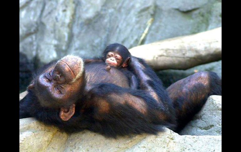 Los monos saben cuando no saben algo, al igual que los humanos.AP  /