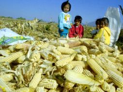 De acuerdo con los grandes compradores de maíz, importar una tonelada de cereal amarillo cuesta cuatro mil 600 pesos. A. GARCÍA  /