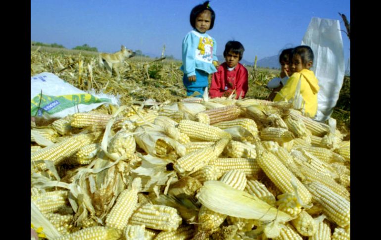 De acuerdo con los grandes compradores de maíz, importar una tonelada de cereal amarillo cuesta cuatro mil 600 pesos. A. GARCÍA  /