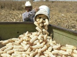 El gobierno federal permitió la importación del grano para cubrir el desabasto que se pudiera presentar. ARCHIVO  /