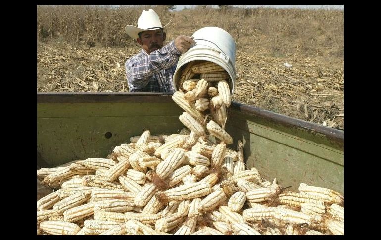 El gobierno federal permitió la importación del grano para cubrir el desabasto que se pudiera presentar. ARCHIVO  /