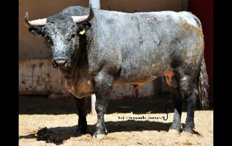 El toro número 15 dio un peso de 500 kilos. ESPECIAL  /