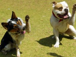 Más de 30 caninos participan en el evento. A.HINOJOSA  /