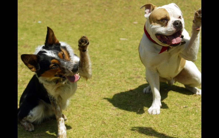 Más de 30 caninos participan en el evento. A.HINOJOSA  /