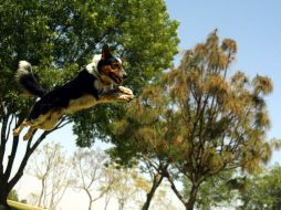 Los perros son entrenados desde pequeños durante meses para poder tomar parte en el espectáculo. A. HINOJOSA  /