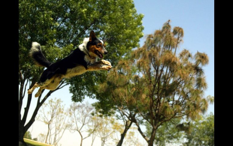 Los perros son entrenados desde pequeños durante meses para poder tomar parte en el espectáculo. A. HINOJOSA  /