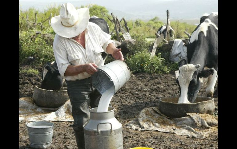 En México, 200 mil los productores de leche son afectados en su economía por la entrada de leche adulterada.ARCHIVO  /