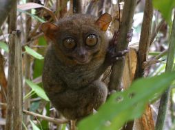 Este primate mide tan sólo 16 centímetros de altura y tiene enormes ojos marrones similares a los de un búho. EFE  /