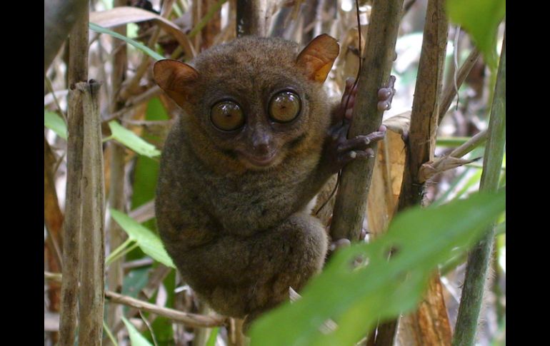 Este primate mide tan sólo 16 centímetros de altura y tiene enormes ojos marrones similares a los de un búho. EFE  /