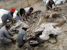 Los autores del estudio buscaron determinar las temperaturas de la época a partir de fósiles de dinosaurios de la región. ESPECIAL  /