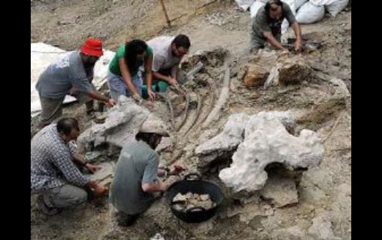 Los autores del estudio buscaron determinar las temperaturas de la época a partir de fósiles de dinosaurios de la región. ESPECIAL  /