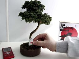 En la fotografía un hombre coloca un ''Pendrive'' en un ''Bonsai bioeléctrico'' que convierte la energía de la planta en voltaje. EFE  /