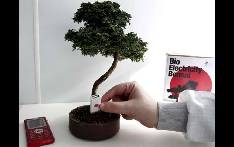 En la fotografía un hombre coloca un ''Pendrive'' en un ''Bonsai bioeléctrico'' que convierte la energía de la planta en voltaje. EFE  /