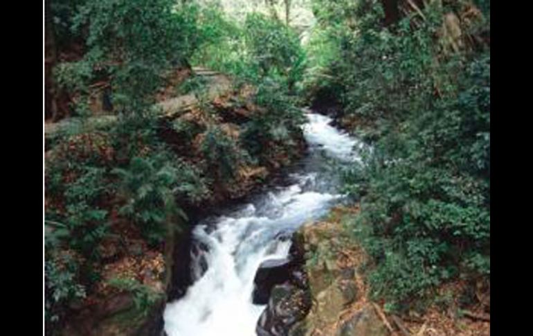 Cascada de Cupatitzio en el parque natural de Barranca del Cupatitzio, dentro de la Cd de Uruapan.Foto: MICHOACAN.GOB.MX  /