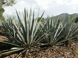 Se han logrado primeras ventas de tequila al mercado de India. ARCHIVO  /